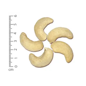 Fresh W180 Cashew Nuts